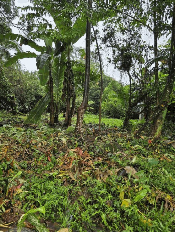 Photo 1 of Land for sale in Alegría, Siquirres, Limón