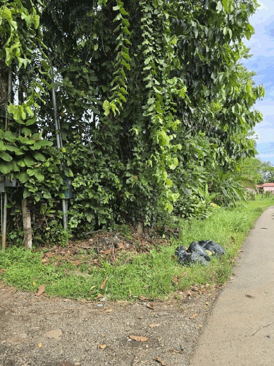 Photo 1 of Land for sale in Alegría, Siquirres, Limón